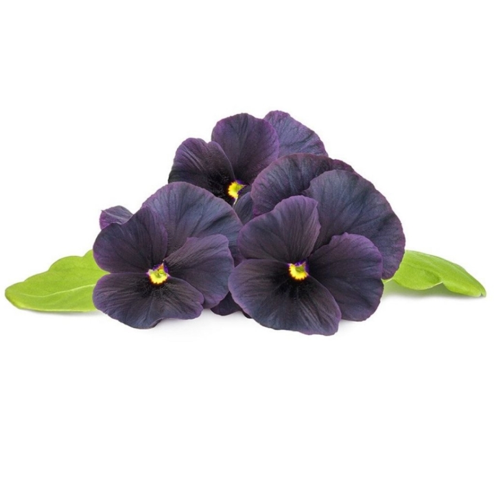 Köp Click & Grow Smart Garden Refill 3-pack Svart pensé | Teknikproffset.se