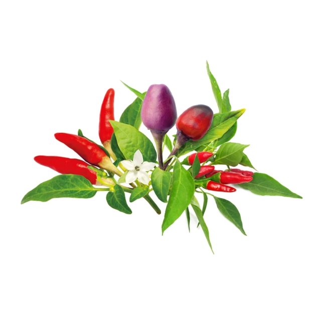 Click & Grow - Smart Garden Refill 9-pack chilipepparblandning
