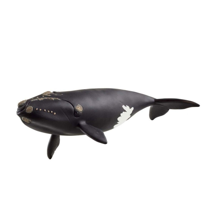 Schleich Nordatlantisk rätval - (14878) i gruppen LEKSAKER, BARN- & BABYPRODUKTER / Leksaker / Figurer, Miniatyrer & tillbehör hos TP E-commerce Nordic AB (D15333)
