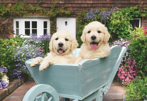 Ravensburger Golden Retriever 200p Annons - (12001368) i gruppen SPORT, FRITID & HOBBY / Hobby / Pussel hos TP E-commerce Nordic AB (D20399)