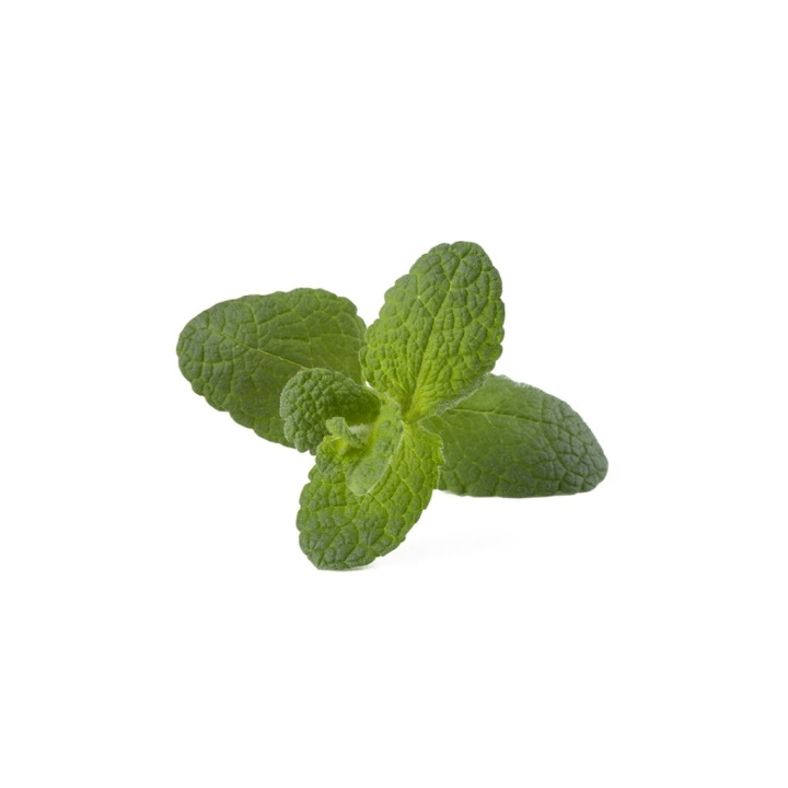 Click & Grow Smart Garden Refill 3-pack - Äpple Mynta (SGR79X3) i gruppen SPORT, FRITID & HOBBY / Roliga prylar / Smarta saker hos TP E-commerce Nordic AB (D21555)