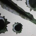 Tuffa stickers till Bil/MC - Skotthål och klösmärken