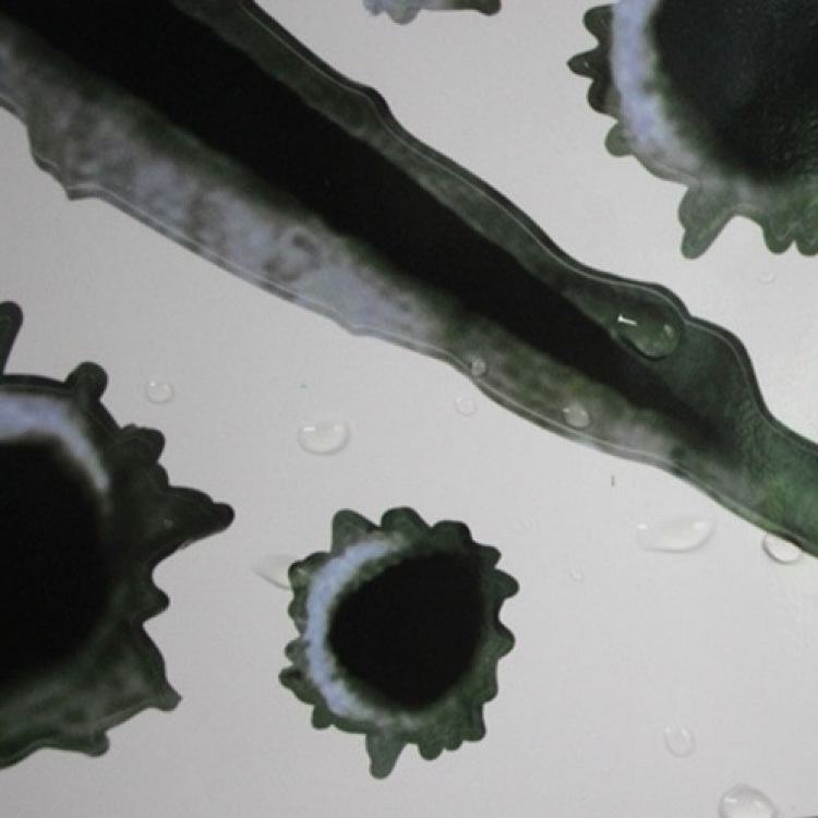 Tuffa stickers till Bil/MC - Skotthål och klösmärken