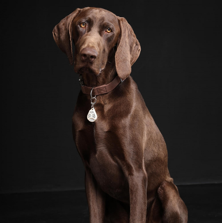 TICKLESS Fästingskydd Pet Beige TICKLESS Fästingskydd Pet Beige