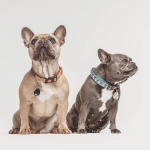 TICKLESS Fästingskydd Pet Beige TICKLESS Fästingskydd Pet Beige