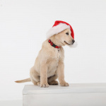 TICKLESS Fästingskydd Pet Beige TICKLESS Fästingskydd Pet Beige