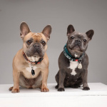 TICKLESS Fästingskydd Pet Svart TICKLESS Fästingskydd Pet Svart