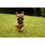 TICKLESS Fästingskydd Pet Svart TICKLESS Fästingskydd Pet Svart