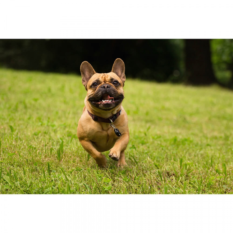 TICKLESS Fästingskydd Pet Svart TICKLESS Fästingskydd Pet Svart