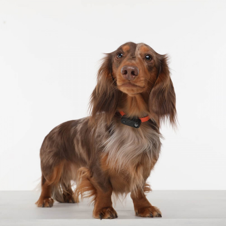 TICKLESS Fästingskydd Mini Hund TICKLESS Fästingskydd Mini Hund