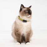 TICKLESS Fästingskydd Mini Katt TICKLESS Fästingskydd Mini Katt