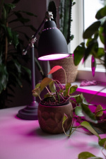 Airam LED-växtlampa, E27, klar, glödtråd 180 lm Airam LED-växtlampa, E27, klar, glödtråd 180 lm