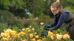 BOSCH SEKATÖR EASY PRUNE 3,6V