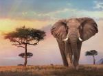 Clementoni 500 bitar High Quality Collection Afrikansk solnedgång
