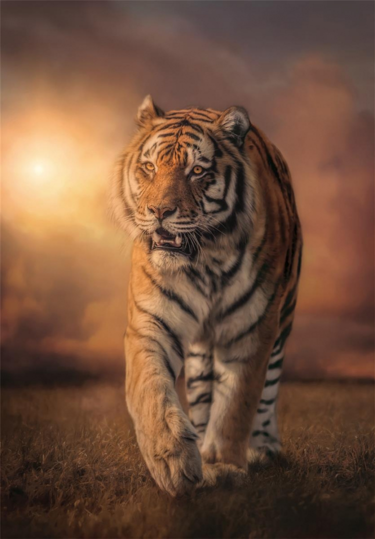 Clementoni 1000 st CB High Quality Collection Tiger