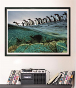 Clementoni 1000 st CB High Quality Collection National Geographics Gentoo Penguins