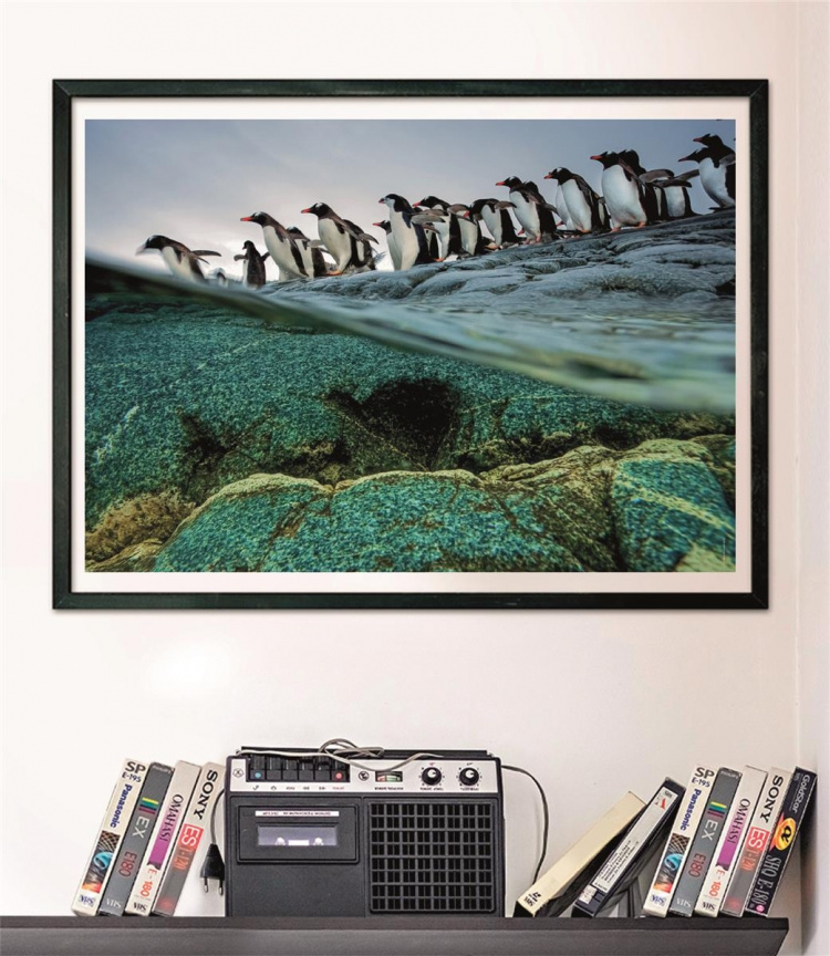 Clementoni 1000 st CB High Quality Collection National Geographics Gentoo Penguins