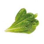 Click & Grow - Smart Garden Refill 3-pack - Romansallat (SGR50X3)