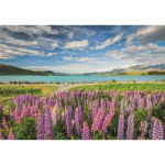 Clementoni Pussel 1500 Pcs CB High Quality Collection Lupins At Lake Tekapo