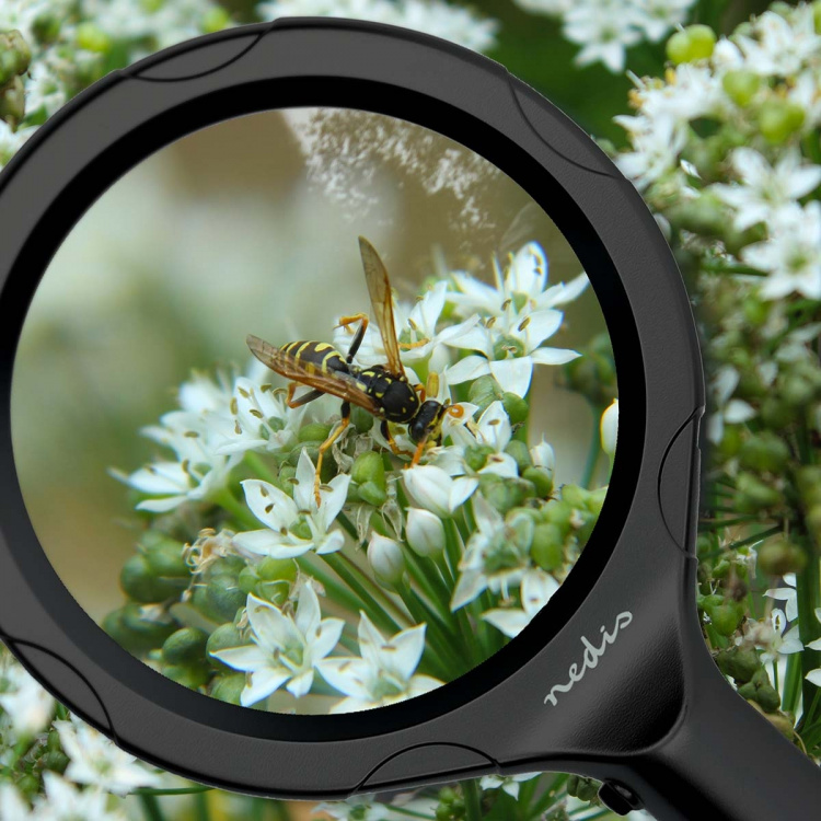 Nedis Handhållna förstoringsglas | Linsstyrka: 4 Diopter | 10000 K | 0.05 W | 9 lm | Svart
